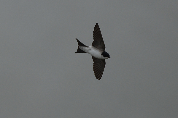 House Martin photo