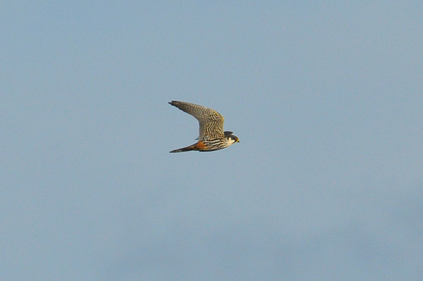 Eurasian Hobby