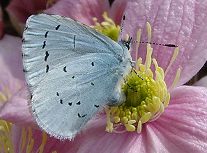 Butterflies of Goa