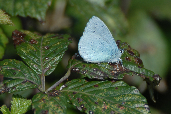 Holly Blue butterfly