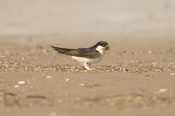 House Martin