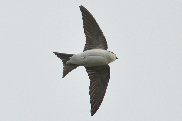 House Martin