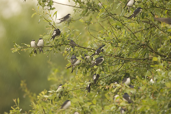 house martin