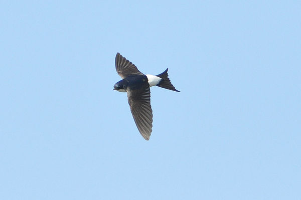 House Martin 