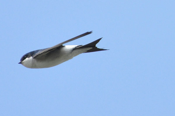 House Martin 