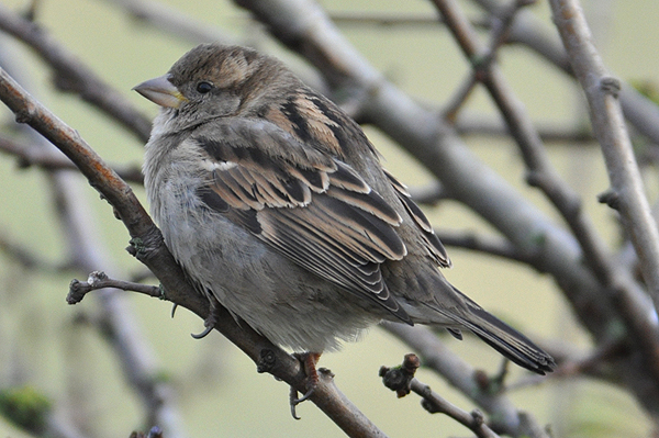 House Sparrow