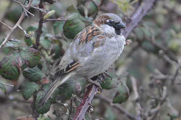 House Sparrow