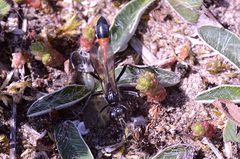 Red Banded Sand Wasp Ammophila sabulosa