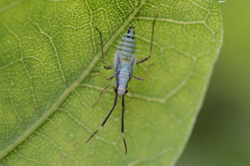 Cyllecoris histrionius 