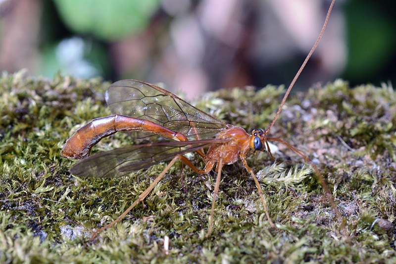 Enicospilus inflexus