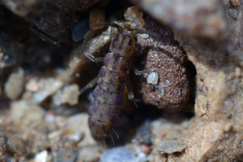 Isotomurus palustris var maculatus 