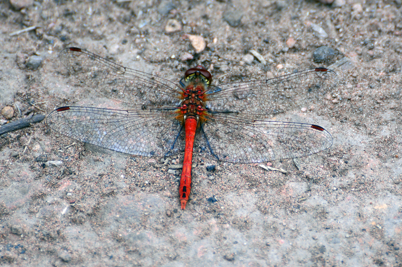 Ruddy Darter