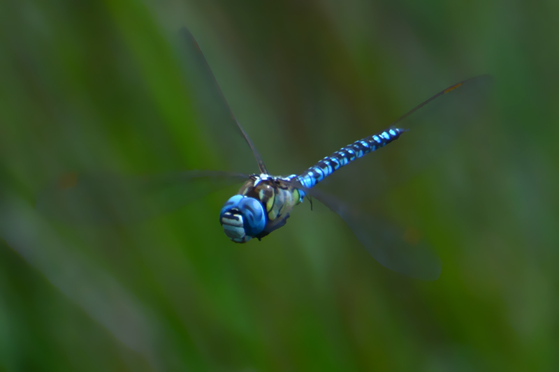 Southern Migrant Hawker