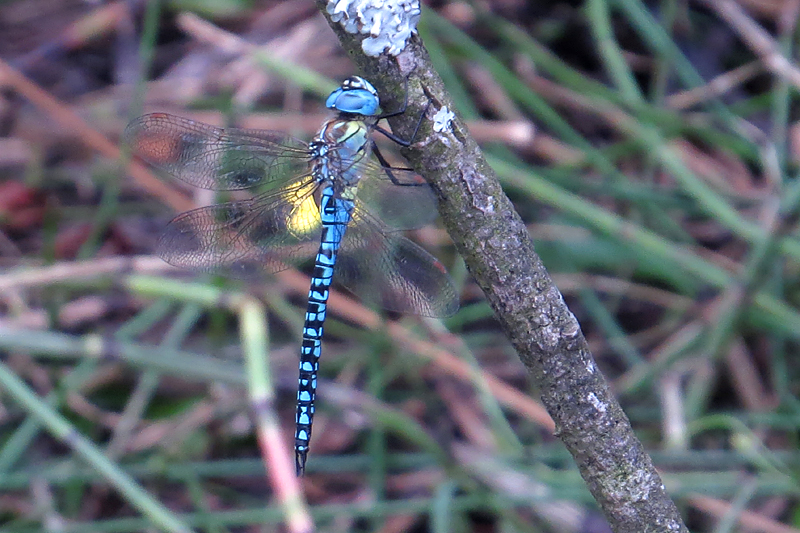 Southern Migrant Hawker