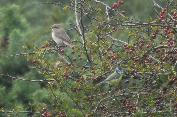 Isabelline Shrike