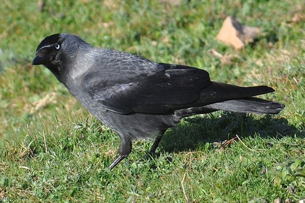 Jackdaw