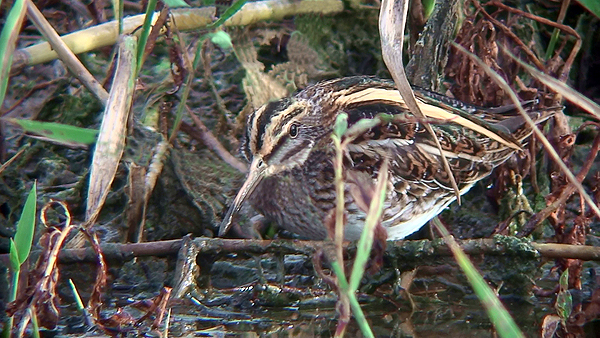 Jack Snipe
