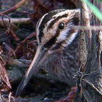 Jack Snipe Video