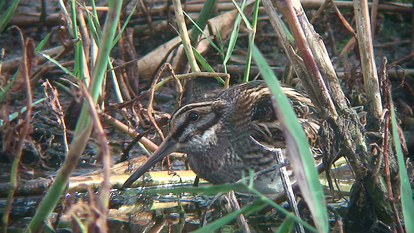 Jack Snipe