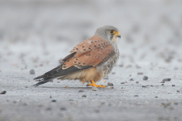 male Kestrel