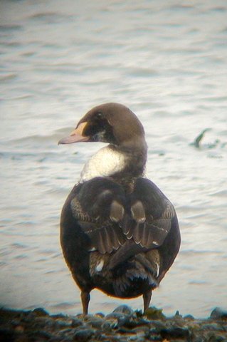 Photo of 1st winter drake King Eider