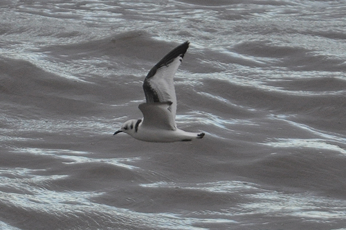 1st winter kittiwake