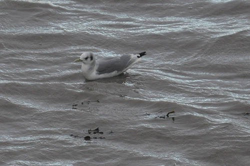 adult kittiwake