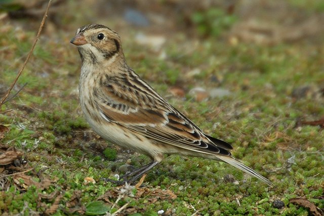 Lapland Bunting