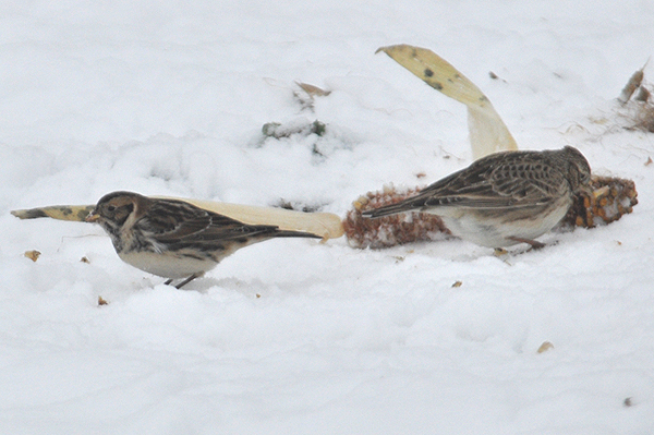 Lapland Bunting