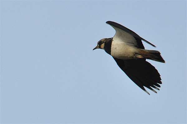 Lapwing