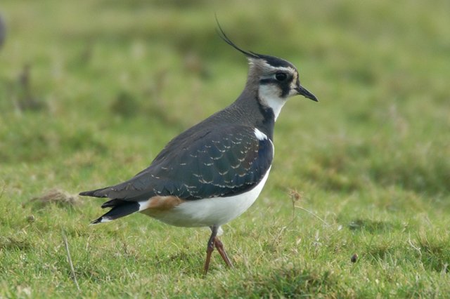 Lapwing