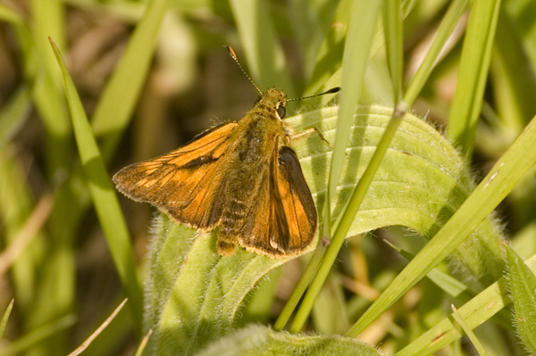 Large Skipper