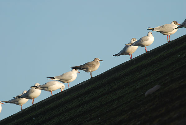 first winter laughing gull, newton abbot, devon