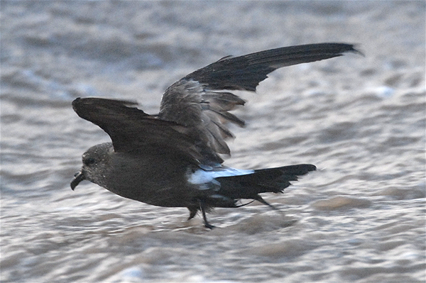 Leach's Petrel