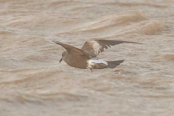 Leach's Petrel