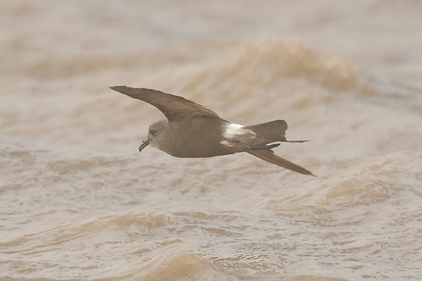 Leach's Petrel