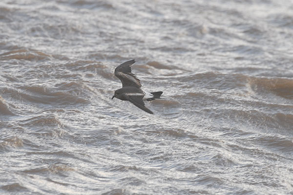 Leach's Petrel