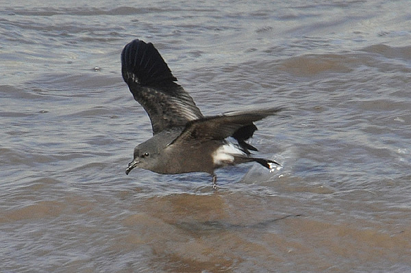 Leach's Petrel