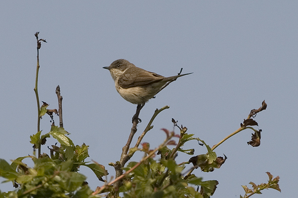 Lesser Whitethroat