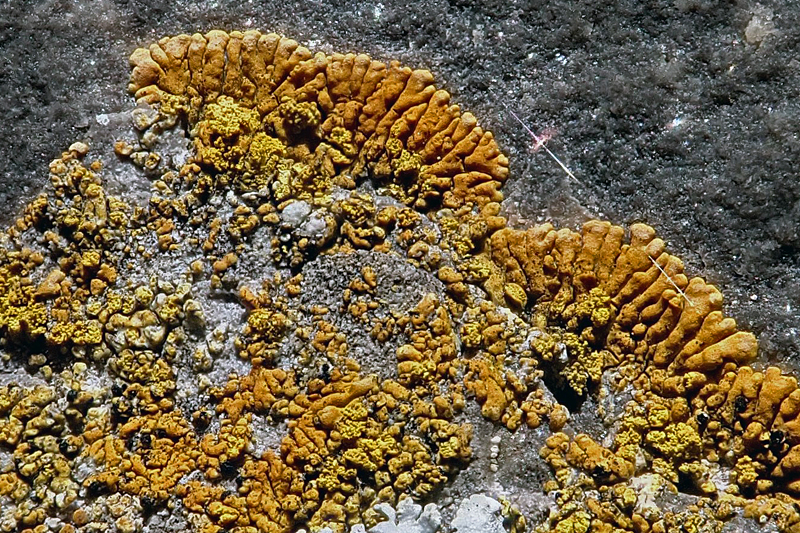 Caloplaca cirrochroa