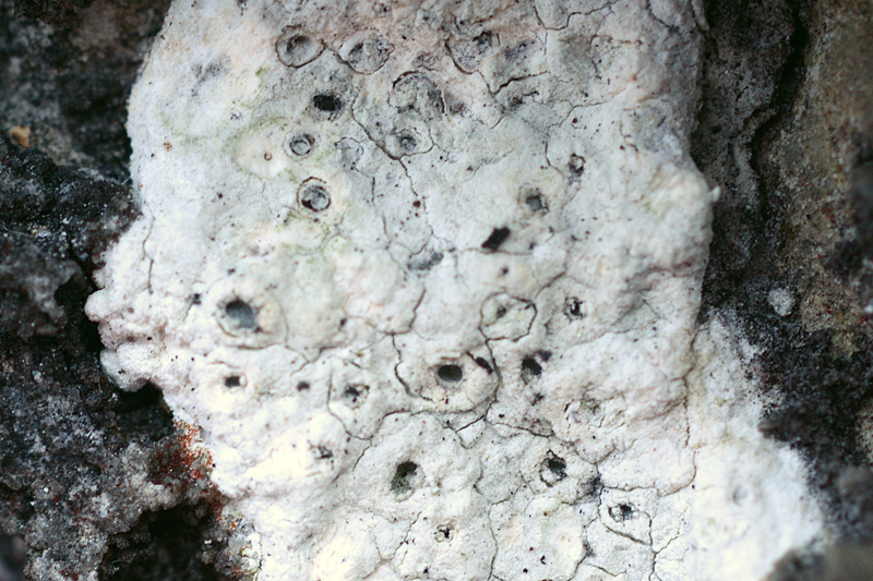 Diploschistes gypsaceus