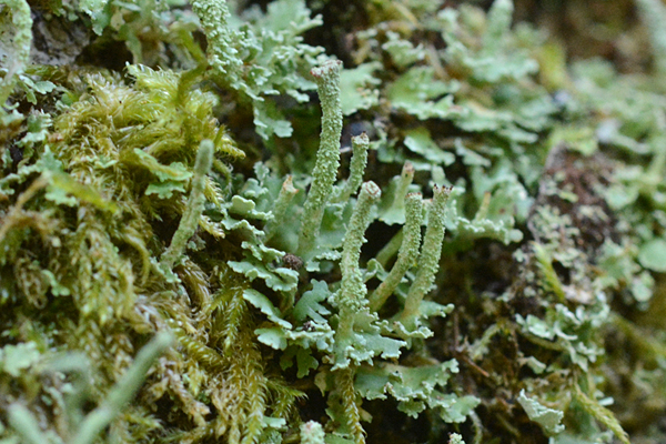 Cladonia sp.