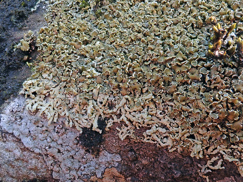 Lecanora achariana