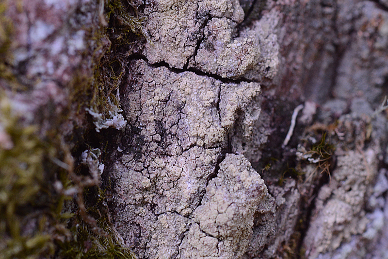 Lecanora alboflavida