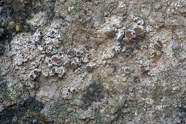 Lecanora campestris