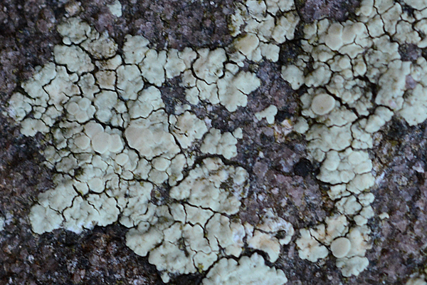 Lecanora polytropa