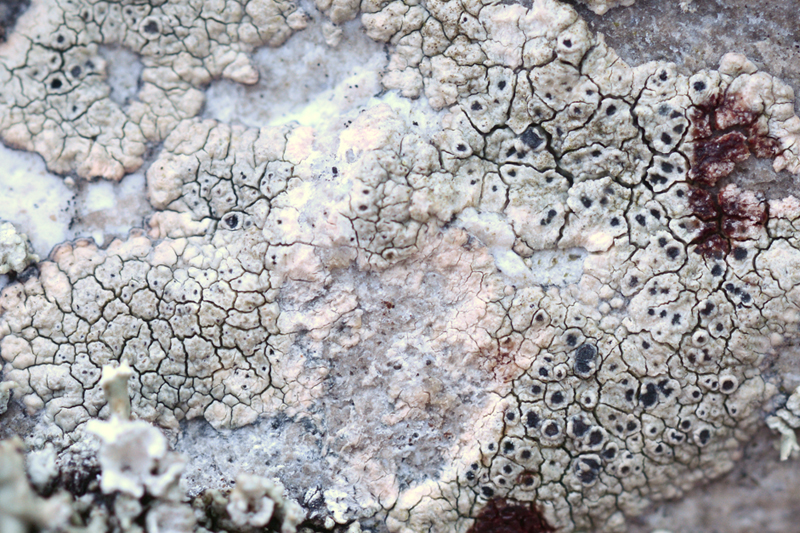 Lecanora praepostera