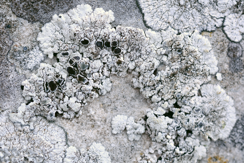 Lecanora pruinosa