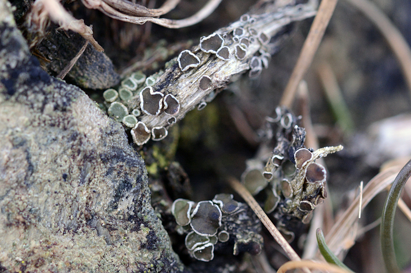 Lecanora zosterae