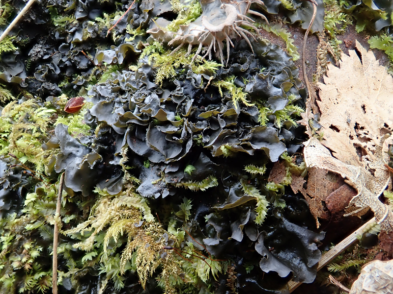 Leptogium cyanescens 